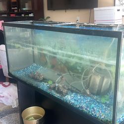 Fish Tank