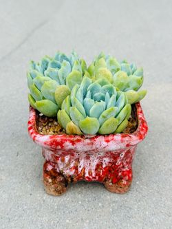 Succulents plants 🪴 （Echeveria ice shellfish）