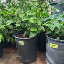 Jasmin Plant $15, $20, $25 Each