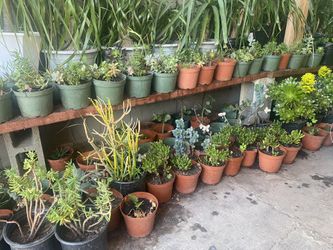 Small Plants In Pots