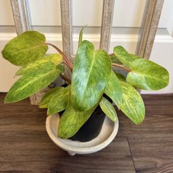 Painted Lady Philodendron 