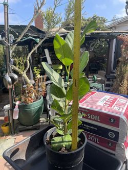 Ficus Altissima 28” Tall From Base To Top