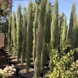 Italian Cypress 8 Feet When Planted 