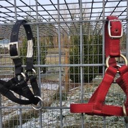 2 Llama Halters- Sizes L & XL