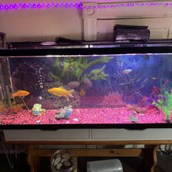 55 Gallon Fish Tank