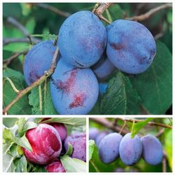 Grafted Multiple Plum Trees