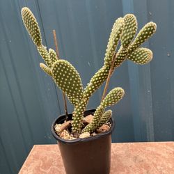 Maceta Cactus 