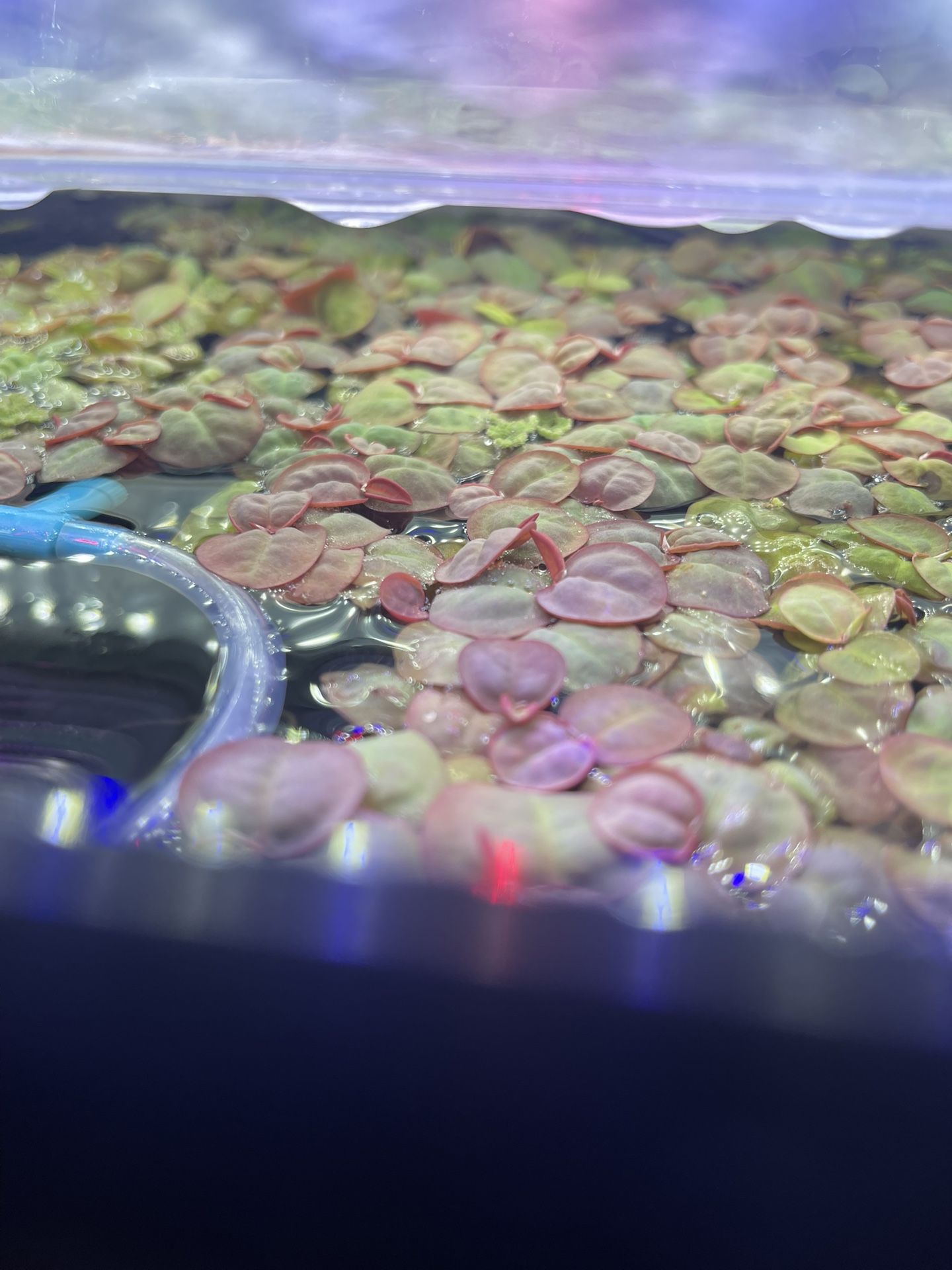 Red Root Floater - Aquarium Plant