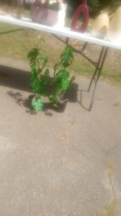 New artificial silk plants 2 for 45