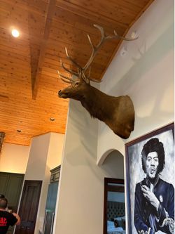 Record Elk for sale