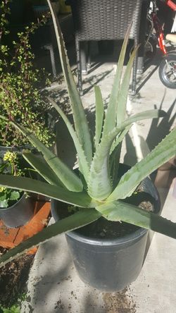 sabila o alo vera 5 galones grande planta 15 dolares