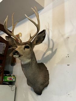 Mule deer mount