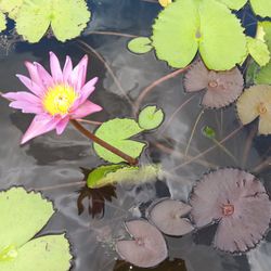 Water Lilies For Pond Or Fish Tanks