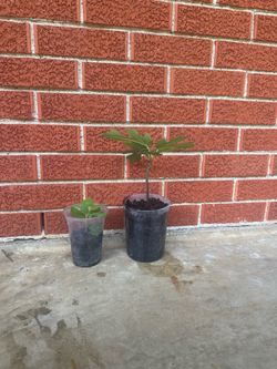 Young fig trees