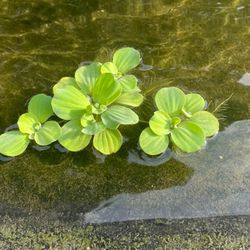 Pond Water Lettuce