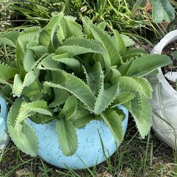 Mother of Thousands Succulent