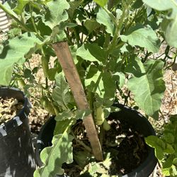 GREEN LONG EGG PLANT