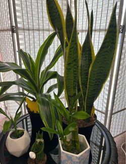 Plants