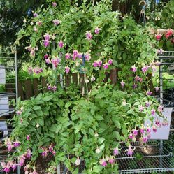 🌸✨ Brighten Up Your Space with Premium Hanging Baskets! ✨🌸