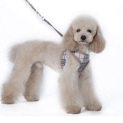 Furberry Harness & Leash