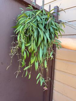 6” blooming Hoya Wayetti
