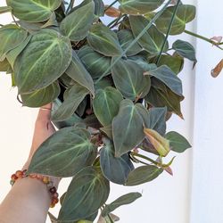 Philodendron Mican Plant 6" Pot - Indoor House Plants