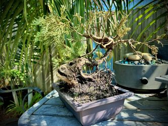 Old Juniper With Deadwood 
