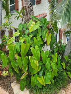 Philodendron Vine