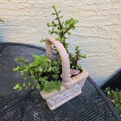 Elephant Food  And Sunny Bed Rose Succulents In Terracotta Pot