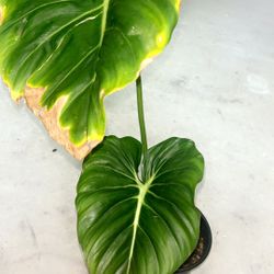 Philendendron Dean McDowell