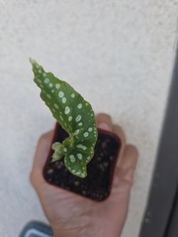 Plant