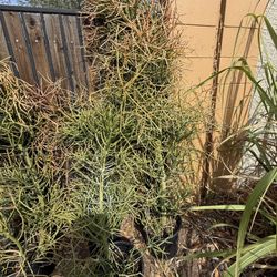 Extra Large Fire Stick Succulents