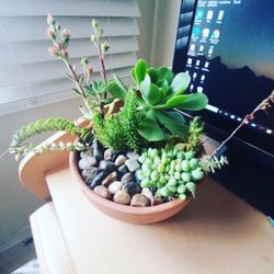 Succulents