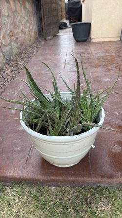 Aloe Vera Plant
