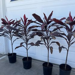 Cordyline Almost 4ft 35$ Each