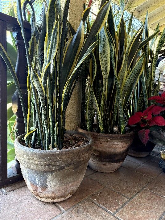 Snake Plants in BIG POT $60 Each Pot