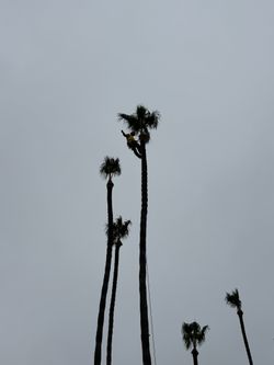 Palm Tree