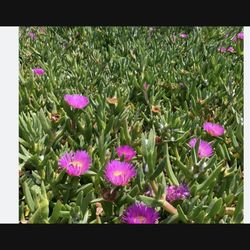  Succulent ice Plant ground Cover cuttings Pick Up In Mira Mesa