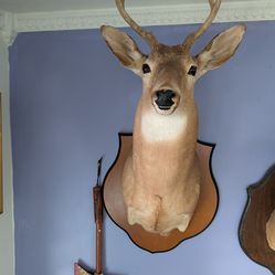 2 Male Deer Heads with wooden display board.