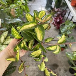 4” Hoya Exotica Tricolor