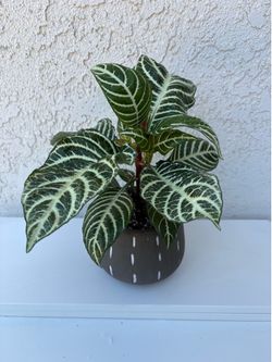 Zebra Plant