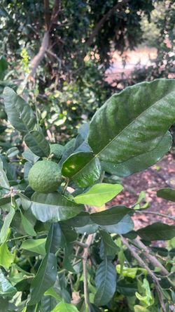 Kaffir (Thai) lime leaves and fruit