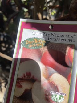 Fruit Trees