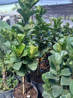 Fiddle leaf fig plants on sale now $20
