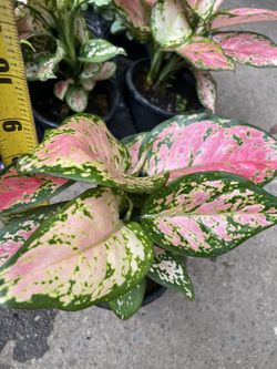 Big/full/lush Chinese evergreen Aglaonema pink valentine (5” pot) 95820