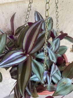 Tradescantia Zebrina Hanging Plant