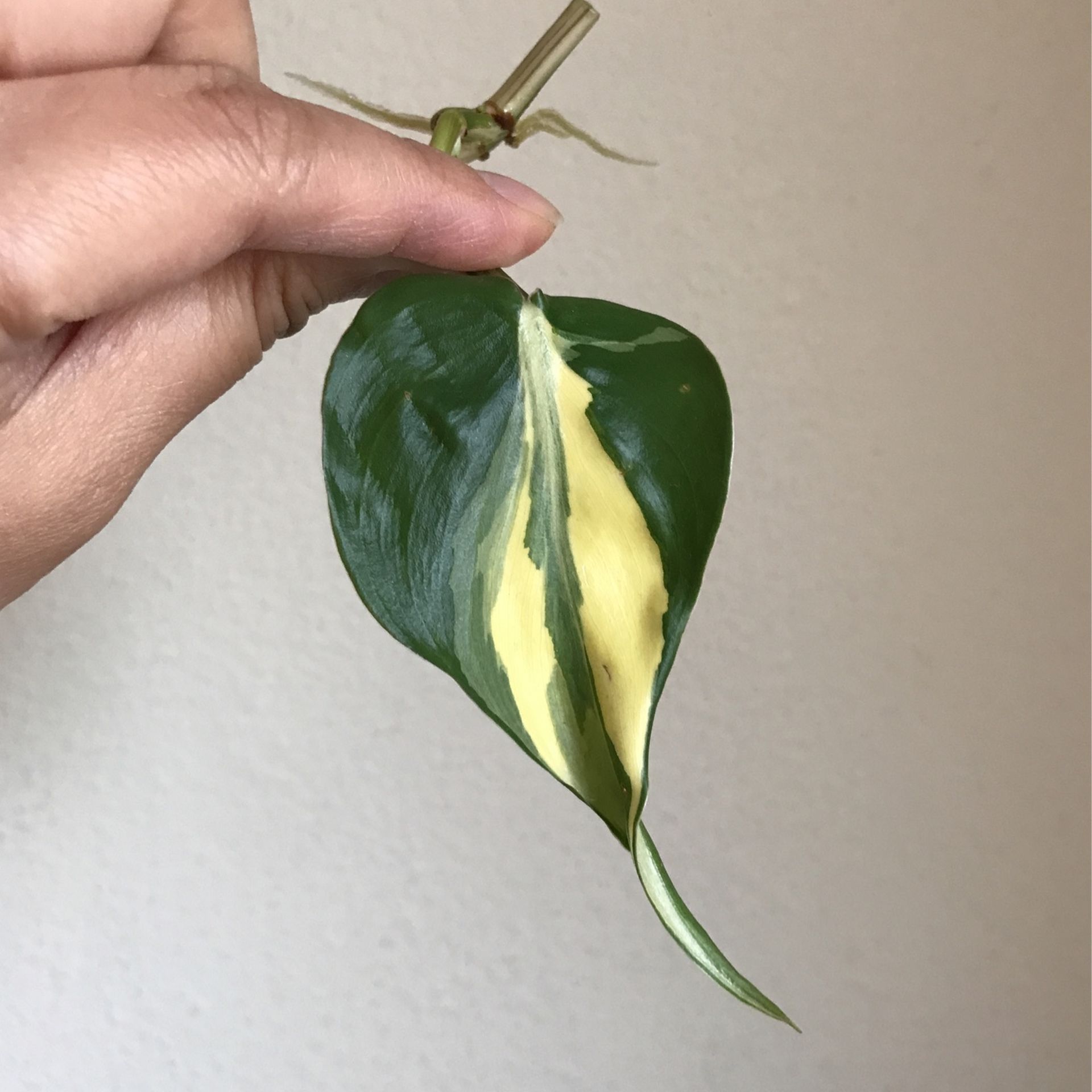 Beautiful Philodendron Rio Sport Plant CUTTING - With Active Roots