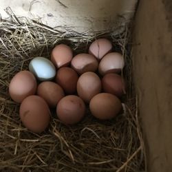 Fresh chicken eggs