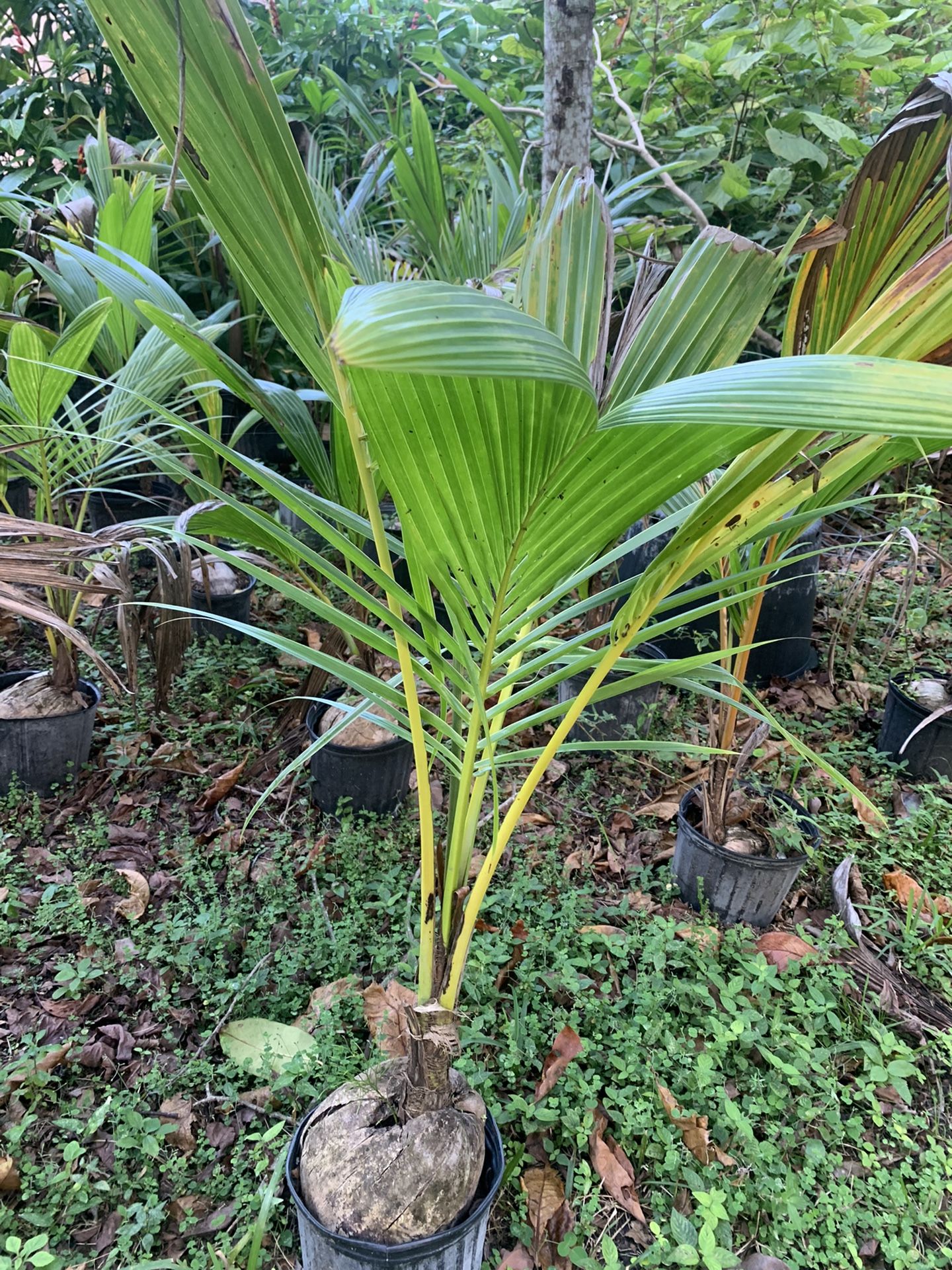 coconut palm trees