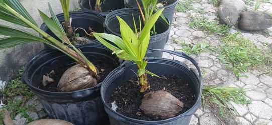Young palm trees